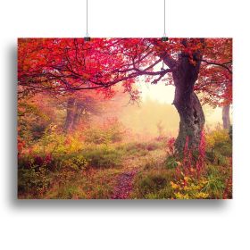 autumn trees in forest Canvas Print or Poster (Type: Standard Framed Canvas Print, size: 40" x 26" / 100cm x 65cm (approx))