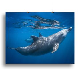 Dolphin at the surface Canvas Print or Poster (Type: Standard Framed Canvas Print, size: 24" x 16" / 60cm x 40cm approx)