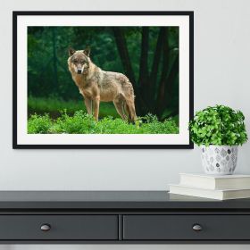 One wolf standing on green hill Framed Print (Color: Natural/With White Edging, size: 24" x 16" / 60cm x 40cm (approx))