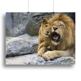 Big lion father and his son playing Canvas Print or Poster (Type: Poster Print, size: 40" x 26" / 100cm x 65cm (approx))