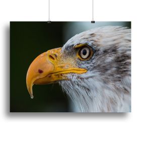 Bald Eagle Canvas Print or Poster (Type: Standard Framed Canvas Print, size: 28" x 20" / 70cm x 50cm (approx))