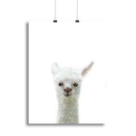 Llama Canvas Print or Poster (Type: Poster Print, size: 40" x 26" / 100cm x 65cm approx)