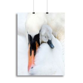 A Mother Swan Canvas Print or Poster (Type: Poster Print, size: 12" x 8" / 30cm x 20cm approx)
