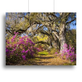 Live oak trees in morning sunlight Canvas Print or Poster (Type: Poster Print, size: 28" x 20" / 70cm x 50cm (approx))
