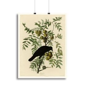 American Crow by Audubon Canvas Print or Poster (Type: Poster Print, size: 32" x 24" / 80cm x 60cm (approx))