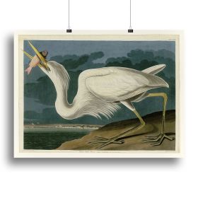Great White Heron by Audubon Canvas Print or Poster (Type: Poster Print, size: 28" x 20" / 70cm x 50cm (approx))
