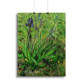 The Iris by Van Gogh Canvas Print or Poster (Type: Standard Framed Canvas Print, size: 28" x 20" / 70cm x 50cm (approx))